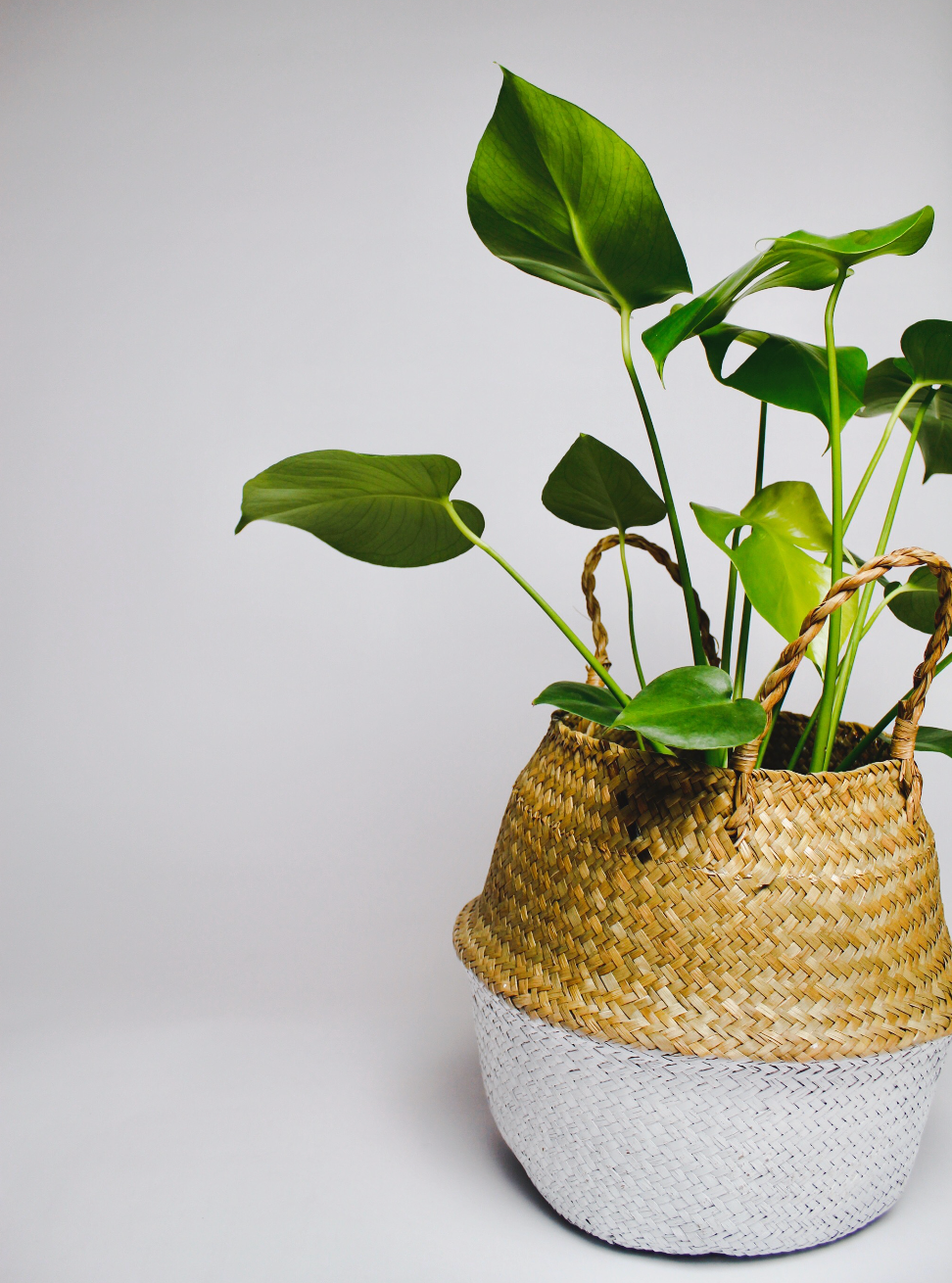 Tāne Seagrass Basket - White